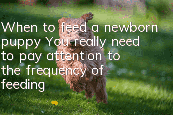 When to feed a newborn puppy? You really need to pay attention to the frequency of feeding a puppy.
