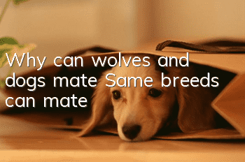 Why can wolves and dogs mate? Same breeds can mate!
