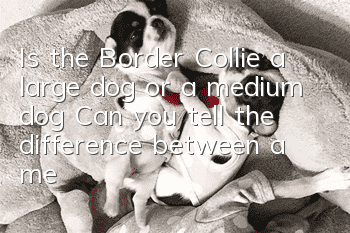 Is the Border Collie a large dog or a medium dog? Can you tell the difference between a medium dog and a large dog?