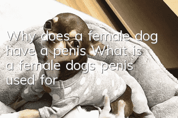 Why does a female dog have a penis? What is a female dog’s penis used for?