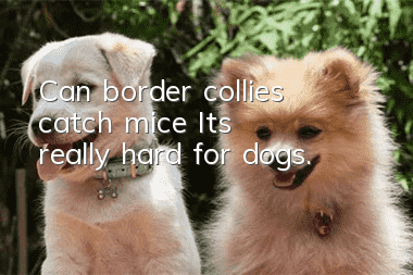 Can border collies catch mice? It’s really hard for dogs.