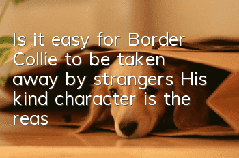 Is it easy for Border Collie to be taken away by strangers? His kind character is the reason!