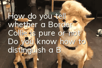 How do you tell whether a Border Collie is pure or not? Do you know how to distinguish a Border Collie purebred?
