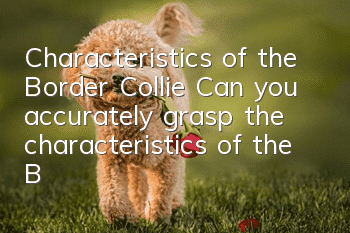 Characteristics of the Border Collie Can you accurately grasp the characteristics of the Border Collie?
