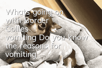 What's going on with Border Collie's vomiting? Do you know the reasons for vomiting?