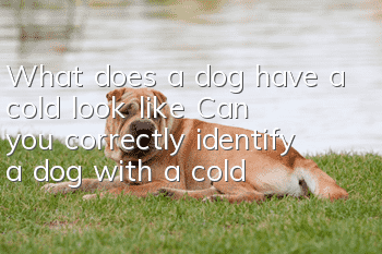 What does a dog have a cold look like? Can you correctly identify a dog with a cold?