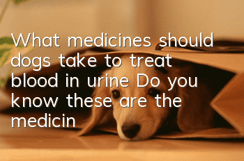 What medicines should dogs take to treat blood in urine? Do you know these are the medicines you can take?