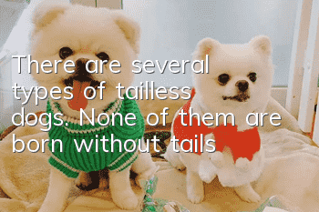 There are several types of tailless dogs. None of them are born without tails!