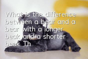 What is the difference between a bear and a bear with a longer beak and a shorter beak? There is no difference between a bear and a bear with a long beak and a short beak.