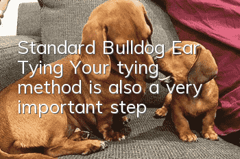 Standard Bulldog Ear Tying Your tying method is also a very important step!