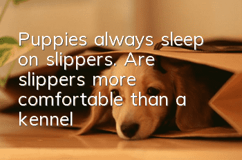 Puppies always sleep on slippers. Are slippers more comfortable than a kennel?