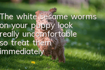 The white sesame worms on your puppy look really uncomfortable, so treat them immediately!