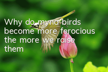 Why do myna birds become more ferocious the more we raise them?