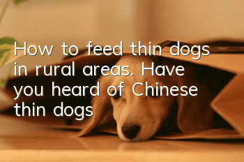How to feed thin dogs in rural areas. Have you heard of Chinese thin dogs?
