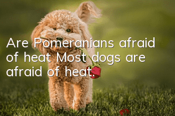 Are Pomeranians afraid of heat? Most dogs are afraid of heat.
