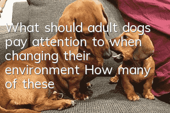 What should adult dogs pay attention to when changing their environment? How many of these precautions do you remember?