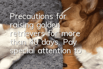 Precautions for raising golden retrievers for more than 40 days. Pay special attention to the dog’s diet.