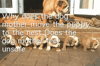 Why does the dog mother move the puppy to the nest? Does the dog mother feel unsafe?