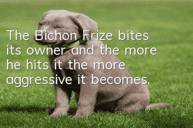 The Bichon Frize bites its owner and the more he hits it, the more aggressive it becomes. Dogs really shouldn’t be beaten and scolded casually!