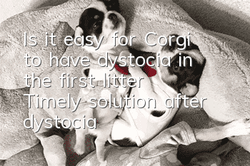 Is it easy for Corgi to have dystocia in the first litter? Timely solution after dystocia is also crucial!