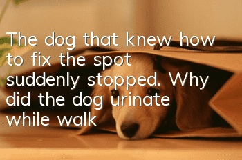 The dog that knew how to fix the spot suddenly stopped. Why did the dog urinate while walking?