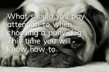 What should you pay attention to when choosing a pony dog? This time you will know how to choose!