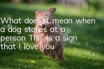 What does it mean when a dog stares at a person? This is a sign that I love you!