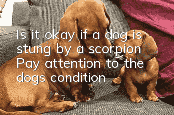 Is it okay if a dog is stung by a scorpion? Pay attention to the dog’s condition!
