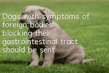 Dogs with symptoms of foreign bodies blocking their gastrointestinal tract should be sent to the hospital for treatment immediately!