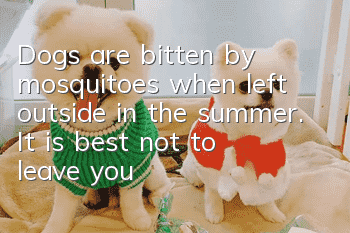 Dogs are bitten by mosquitoes when left outside in the summer. It is best not to leave your dog outside.