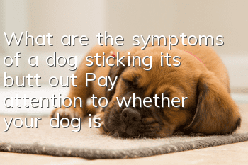 What are the symptoms of a dog sticking its butt out? Pay attention to whether your dog is sick!