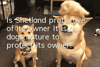Is Shetland protective of its owner? It is a dog’s nature to protect its owner.