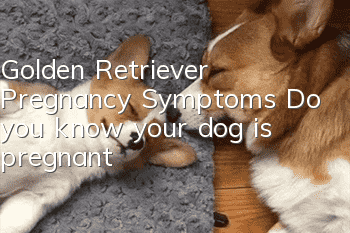 Golden Retriever Pregnancy Symptoms: Do you know your dog is pregnant?