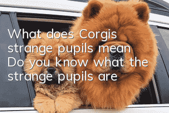 What does Corgi's strange pupils mean? Do you know what the strange pupils are?