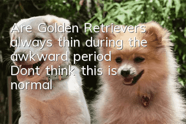 Are Golden Retrievers always thin during the awkward period? Don’t think this is normal!