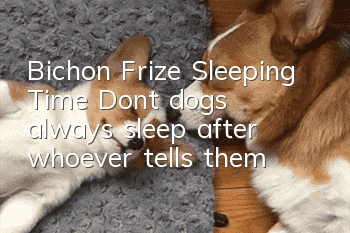 Bichon Frize Sleeping Time: Don’t dogs always sleep after whoever tells them?
