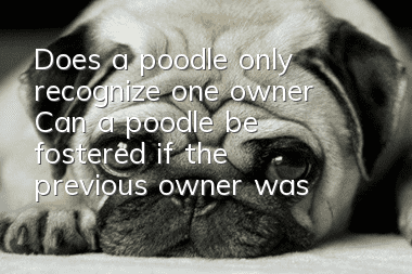 Does a poodle only recognize one owner? Can a poodle be fostered if the previous owner was not good to it?