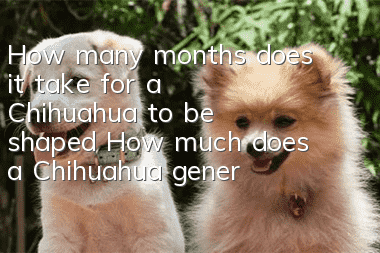 How many months does it take for a Chihuahua to be shaped? How much does a Chihuahua generally weigh after being shaped?