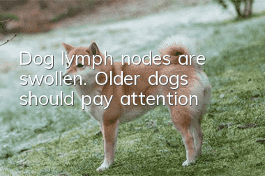 Dog lymph nodes are swollen. Older dogs should pay attention!
