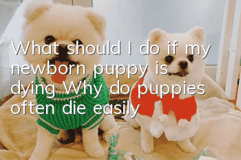 What should I do if my newborn puppy is dying? Why do puppies often die easily?