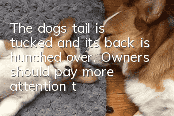 The dog’s tail is tucked and its back is hunched over. Owners should pay more attention to their dogs.