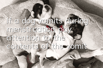 If a dog vomits during menstruation, pay attention to the contents of the vomit!