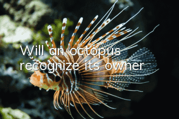 Will an octopus recognize its owner?