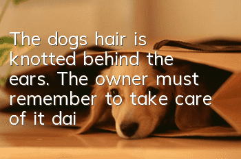 The dog’s hair is knotted behind the ears. The owner must remember to take care of it daily!