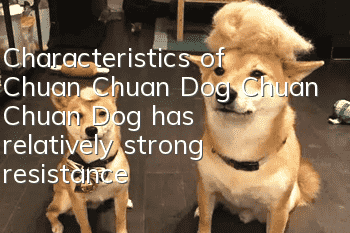 Characteristics of Chuan Chuan Dog Chuan Chuan Dog has relatively strong resistance