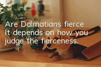 Are Dalmatians fierce? It depends on how you judge the fierceness.