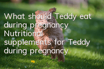 What should Teddy eat during pregnancy? Nutritional supplements for Teddy during pregnancy are the most important!