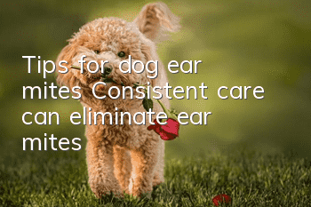 Tips for dog ear mites: Consistent care can eliminate ear mites