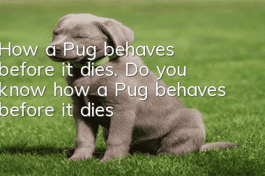 How a Pug behaves before it dies. Do you know how a Pug behaves before it dies?