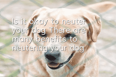Is it okay to neuter your dog? There are many benefits to neutering your dog!